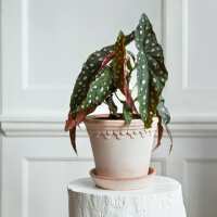 Read ubaahaus Reviews